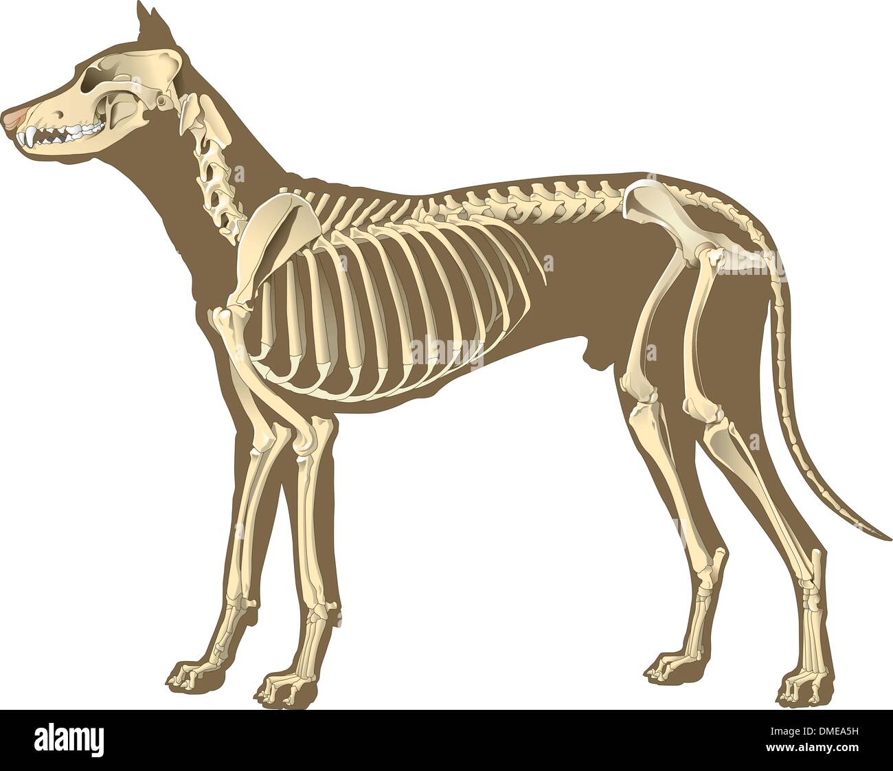 Esqueleto de perro sección Ilustración del Vector