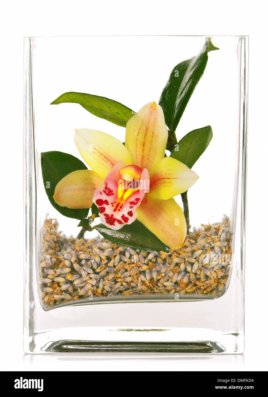 Flores de orquídeas en un tarro de vidrio sobre fondo blanco Fotografía de  stock - Alamy