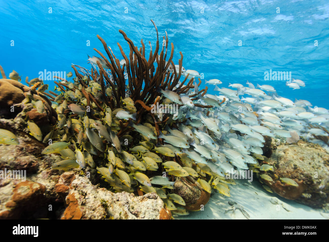 Escuelas de coloridos peces nadar en el arrecife de coral en la Reserva Marina Hol Chan Foto de stock