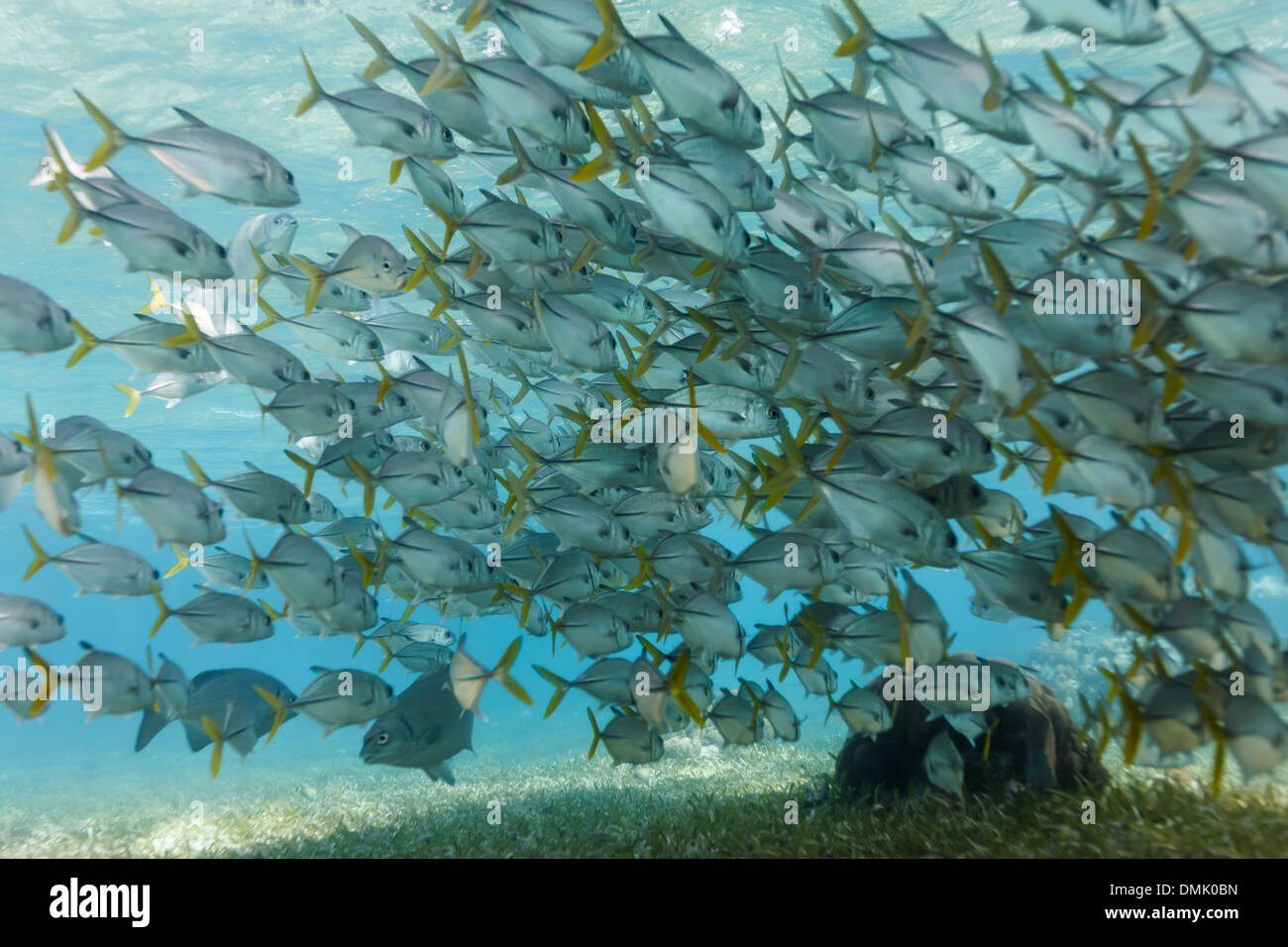 Escuela de ojo de caballo gato peces nadan sobre arrecifes de coral en la Reserva Marina Hol Chan Foto de stock