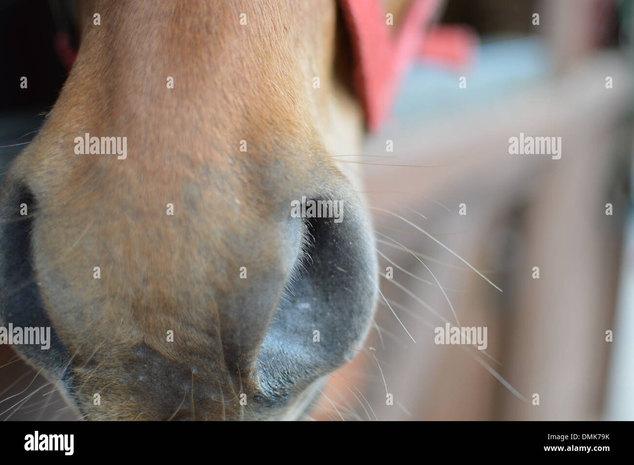 Cerca de la nariz del caballo Foto de stock