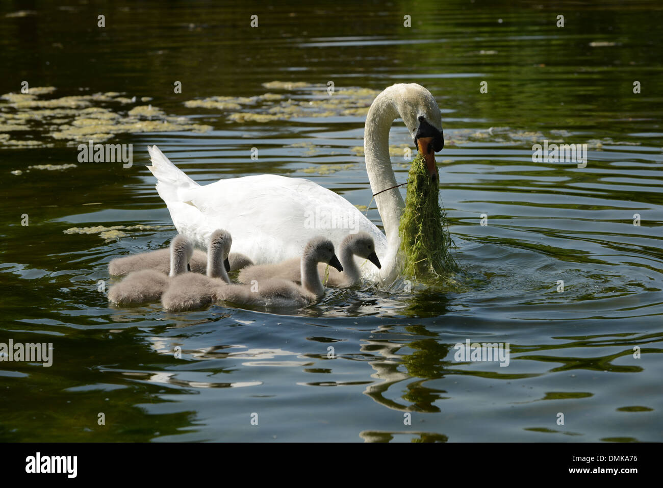Cisne madre alimentar a sus cinco bebés en el agua. Foto de stock