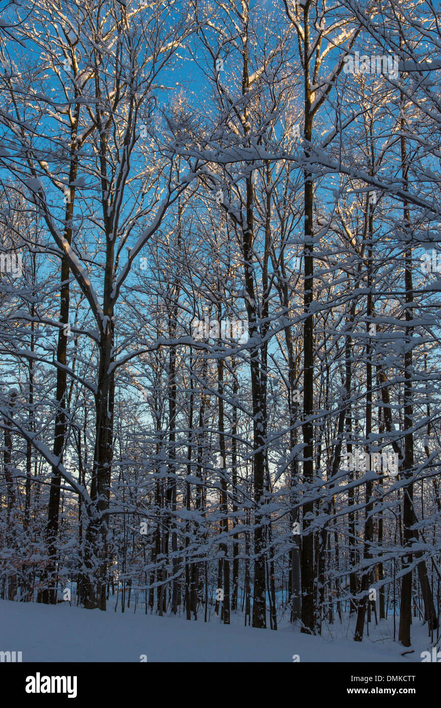 Hielo invernal en árboles en día soleado cielo azul en el oeste del estado de Nueva York Foto de stock
