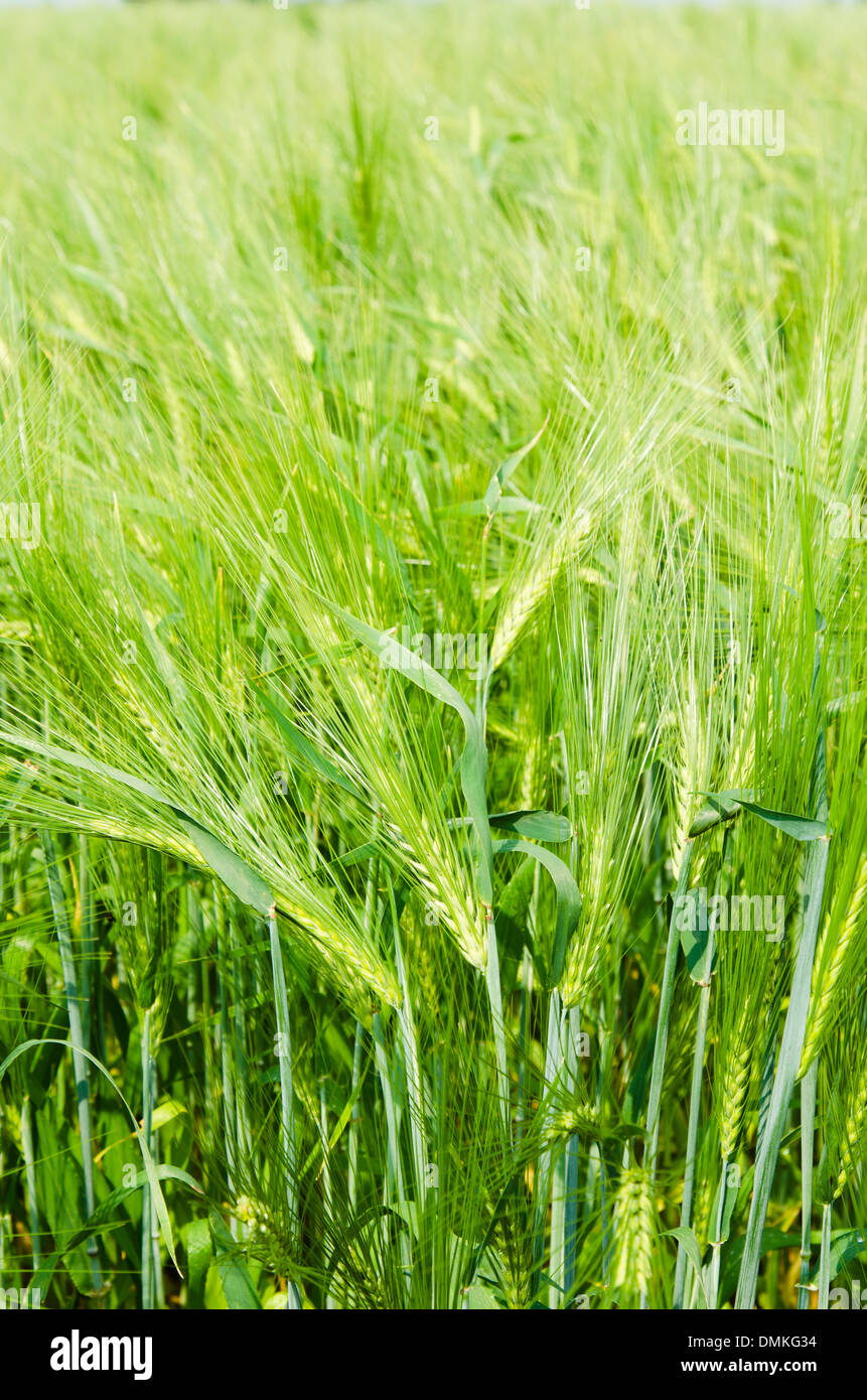 Los jóvenes trigo en tierras agrícolas Foto de stock