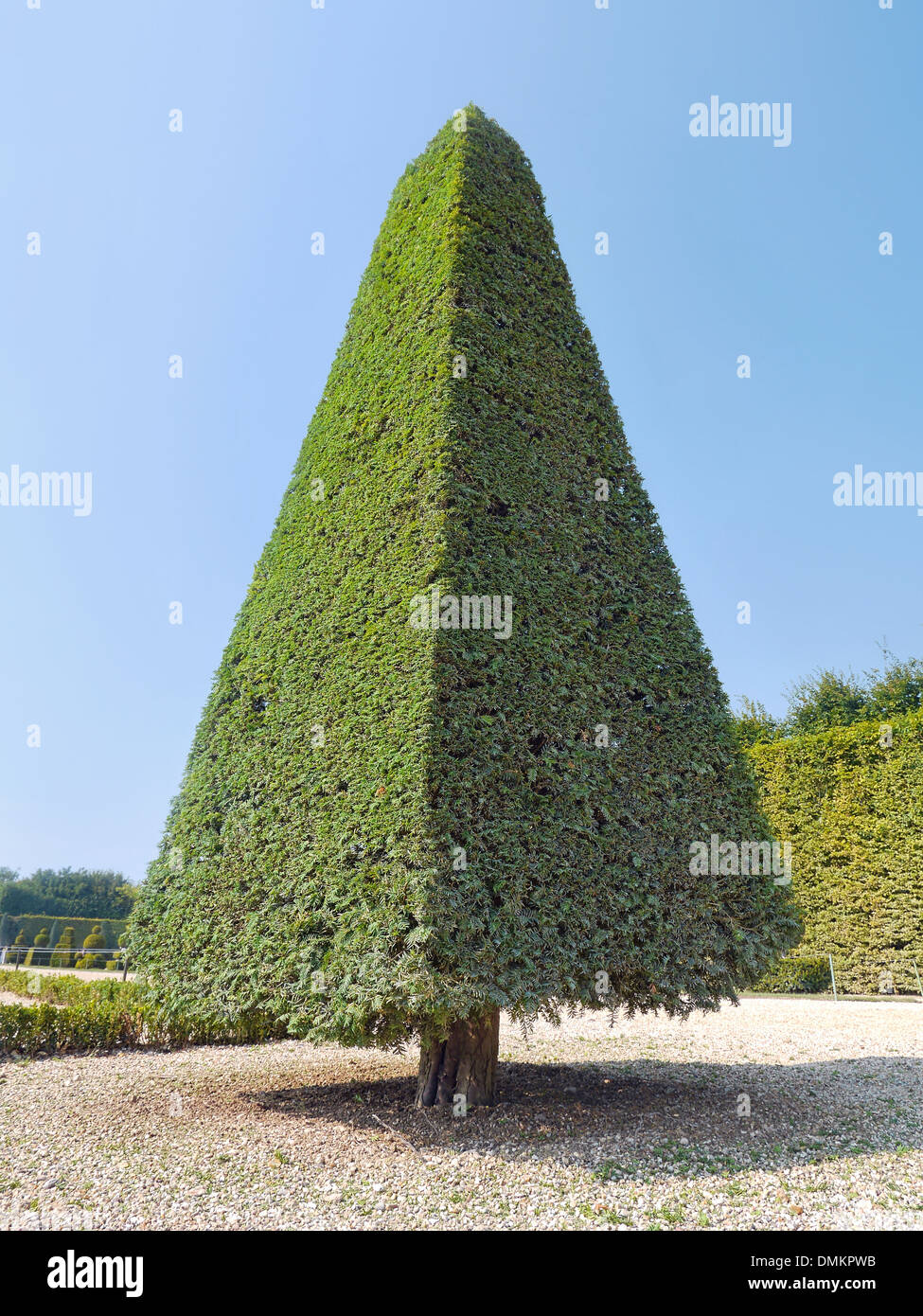 Uno de los hermosos arbustos recortados perenne encontrada en el jardín de Versalles, Francia Foto de stock