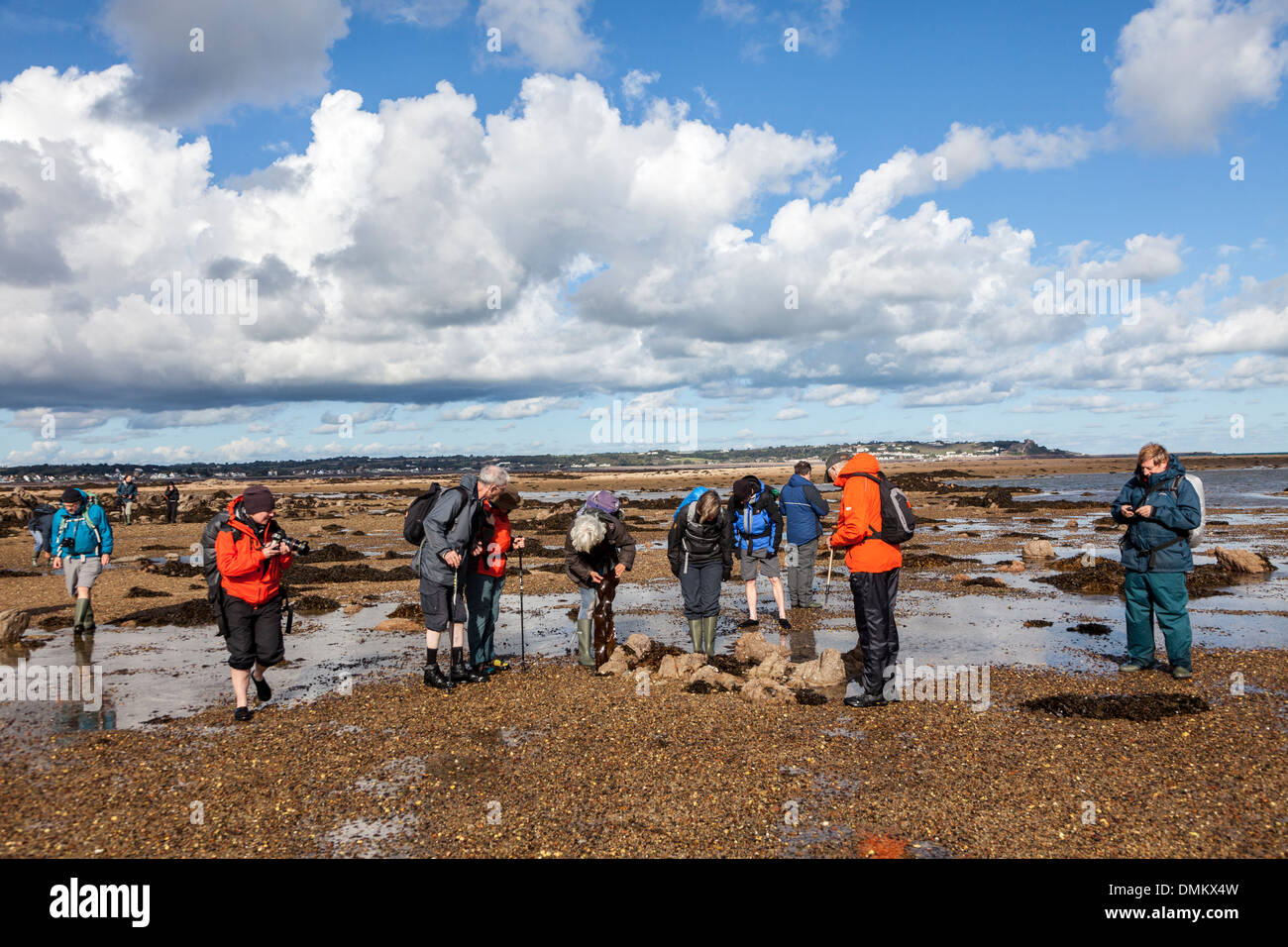 Naturaleza guiada grupo que busca la vida a orillas del mar en la marea baja, Jersey, Islas del Canal, REINO UNIDO Foto de stock