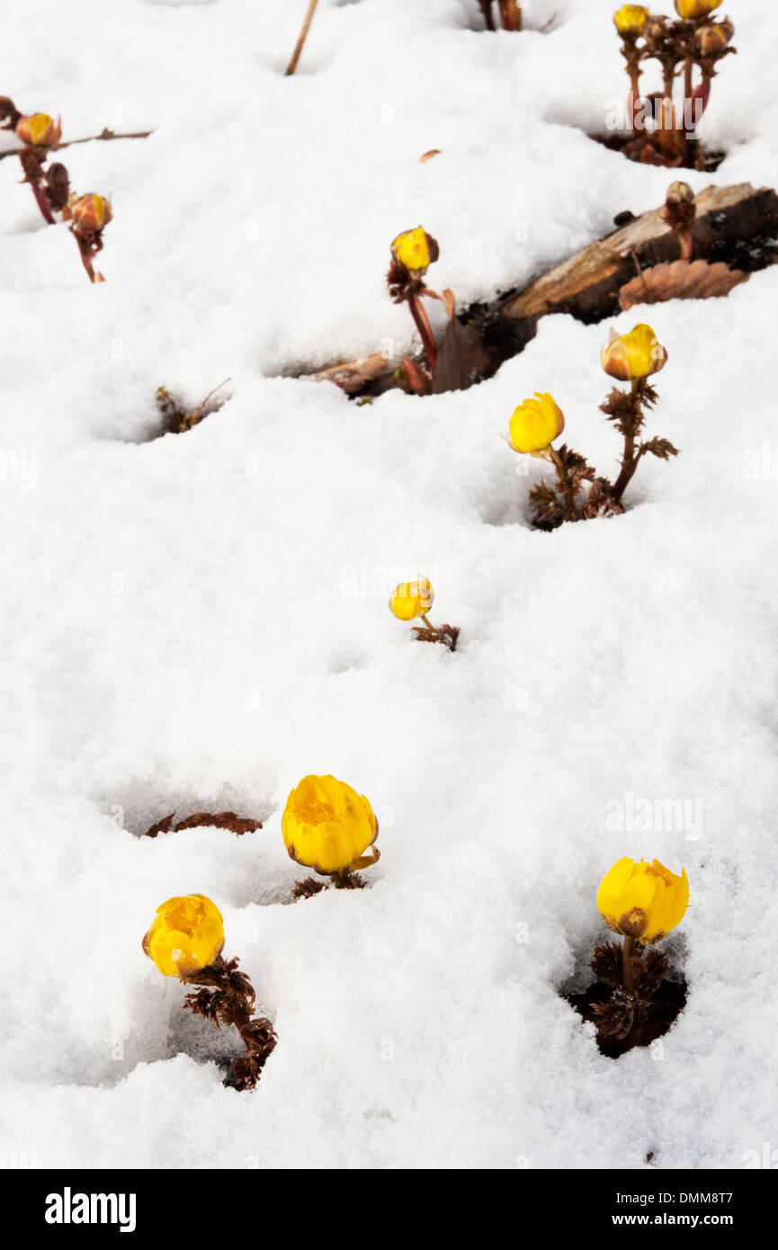 Lejano Oriente Fukujuso Amur (Adonis Adonis amurensis) florecimiento amarillo a través de la nieve a principios de la primavera en las montañas. Foto de stock