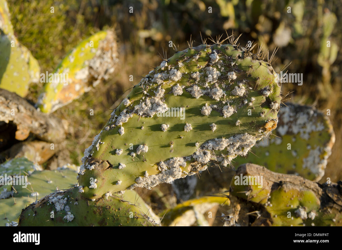 Cochinilla (Dactylopius coccus) de nopal (Opuntia ficus-indica), Andalucía, España. Foto de stock