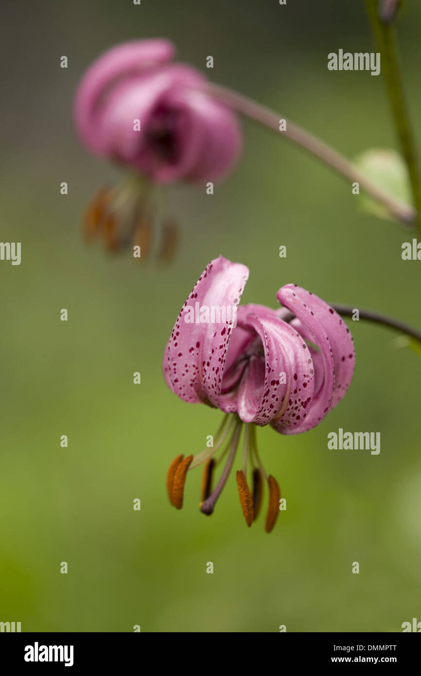 Turk's cap lily, lilium martagon Foto de stock