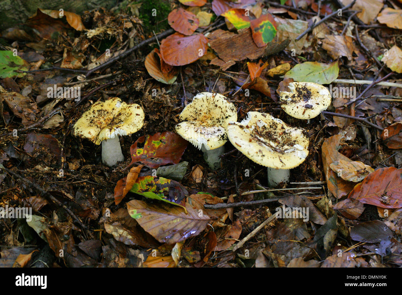 Ocre, Russula ochroleuca Brittlegill, Russulaceae. Foto de stock