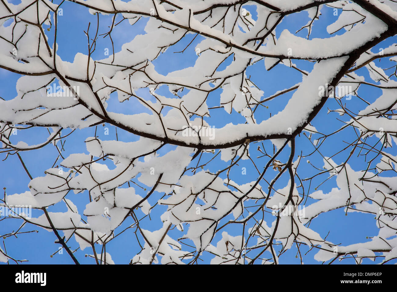 Escena de Invierno de nieve sobre la rama de un árbol con el cielo azul de detalle Foto de stock
