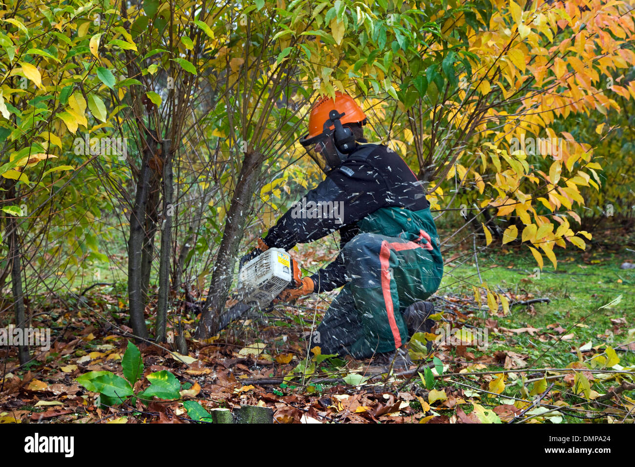 Forester control invasivo de cereza negra silvestre (Prunus serotina) con motosierra en los bosques de la reserva natural Foto de stock