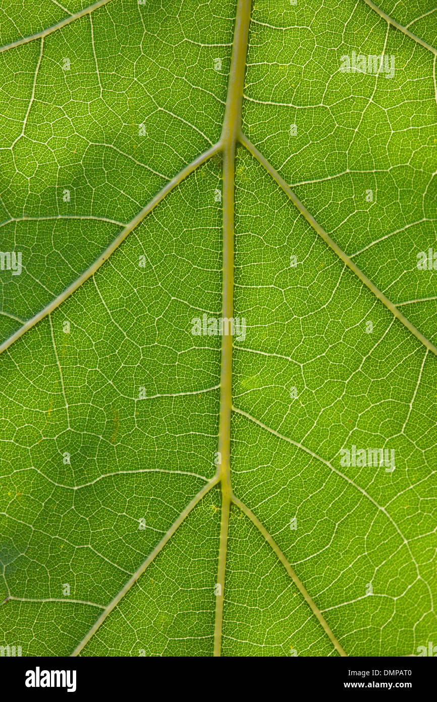 Cerca del verde del Norte / campeón de roble rojo (Quercus rubra / Quercus borealis) hojas con patrón de venas Foto de stock