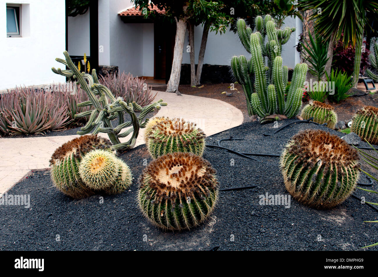 Jardín de Cactus, Caleta de Fuste, Fuerteventura, Islas Canarias. Foto de stock