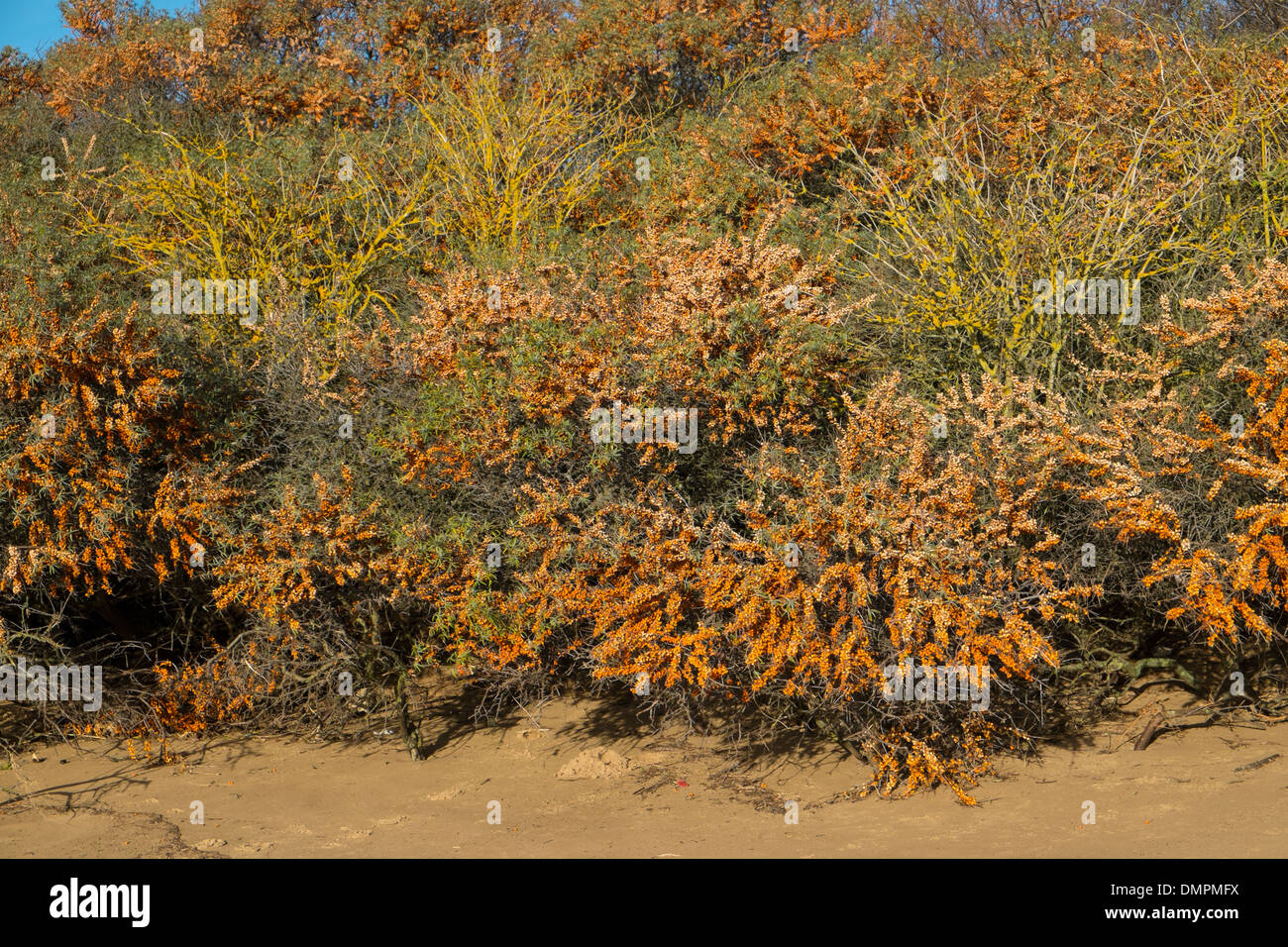 Dunas costeras cubiertas de matorrales de espino cerval de mar, (Hippophae) mostrando bayas maduras. Foto de stock