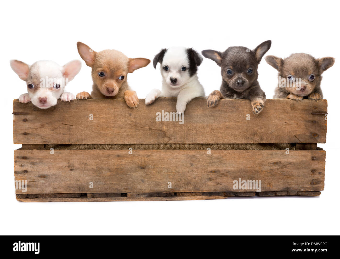 Vintage caja de madera llena de cinco recién nacidos cachorros chihuahua  Fotografía de stock - Alamy