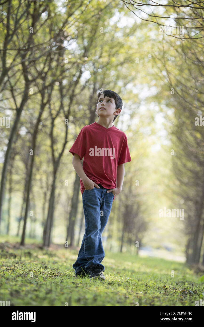 Un joven en Woodland, mirando alrededor, curiosamente. Foto de stock