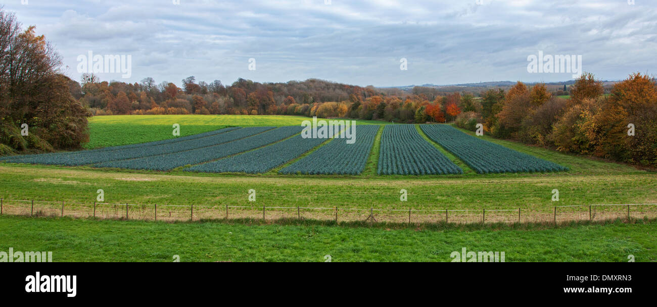 Paisaje rural mostrando campo con camas de puerro (Allium ampeloprasum) en tierras de cultivo Foto de stock