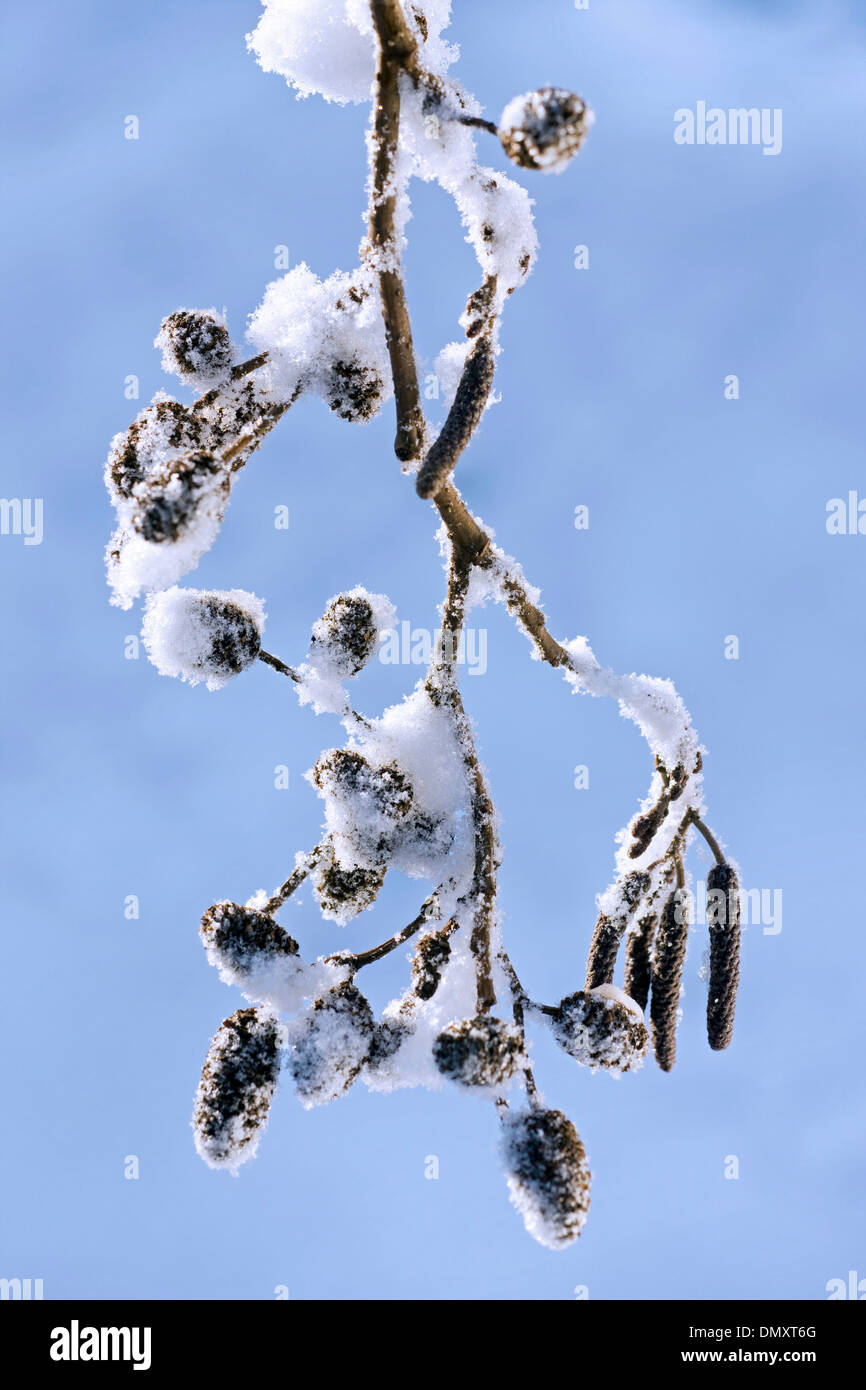 Aliso negro / Europa / común aliso aliso (Alnus glutinosa), cerca de amentos masculinos y femeninos en la nieve en invierno Foto de stock