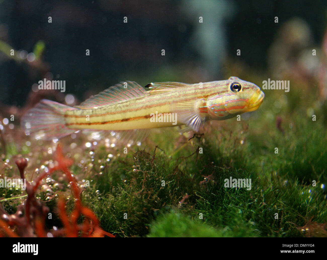Goby, pescado, Gobiinae Gobiidae, Perciformes. Foto de stock