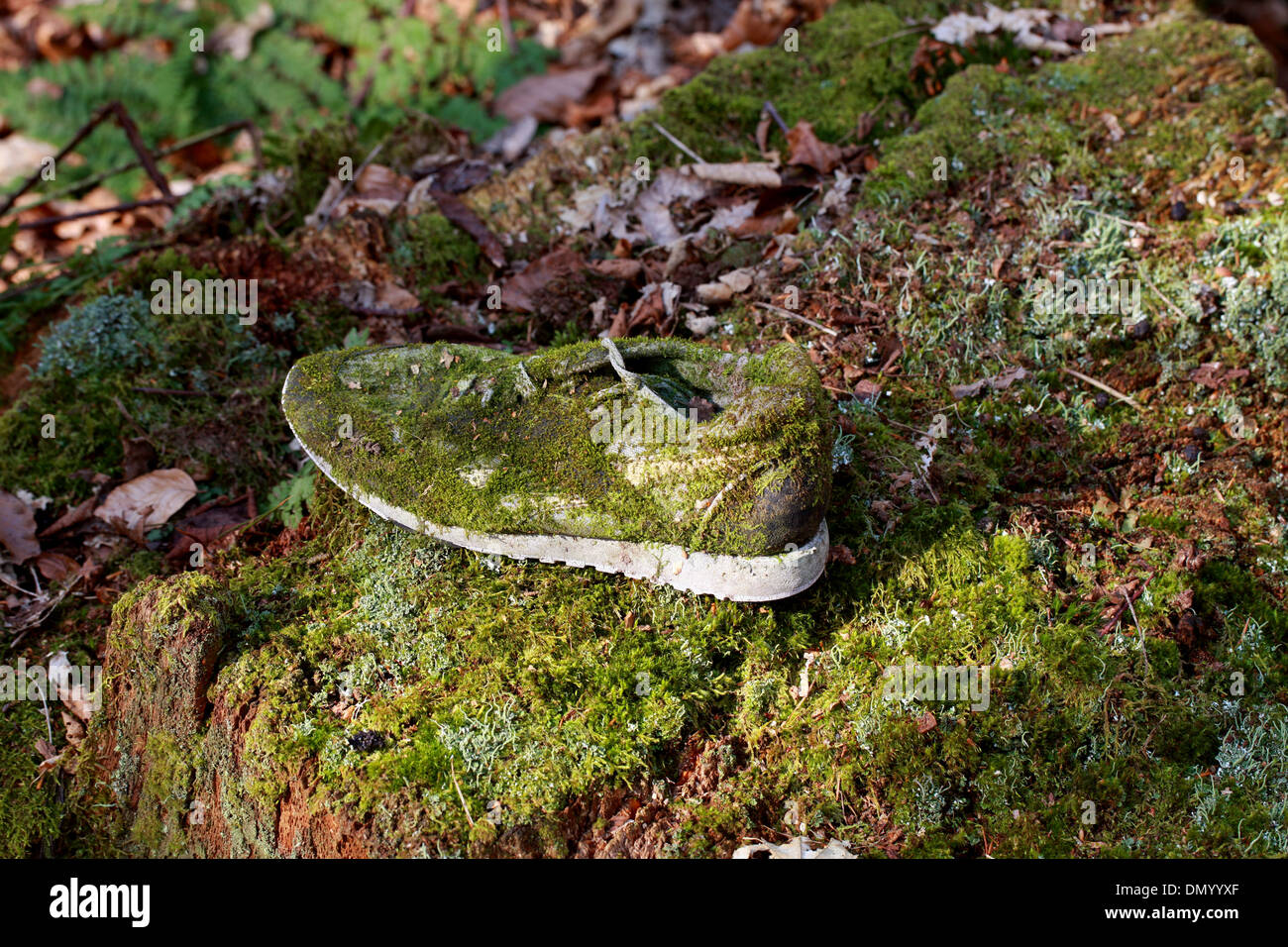 Moss crece en un zapato abandonado. Foto de stock