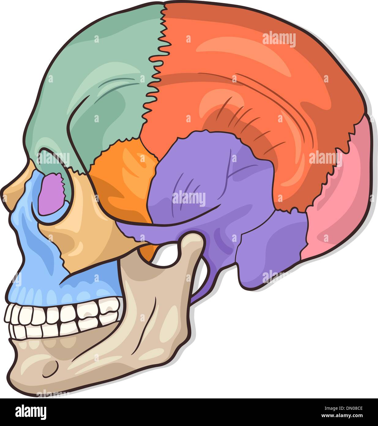 mil preámbulo favorito Diagrama del cráneo humano ilustración Imagen Vector de stock - Alamy