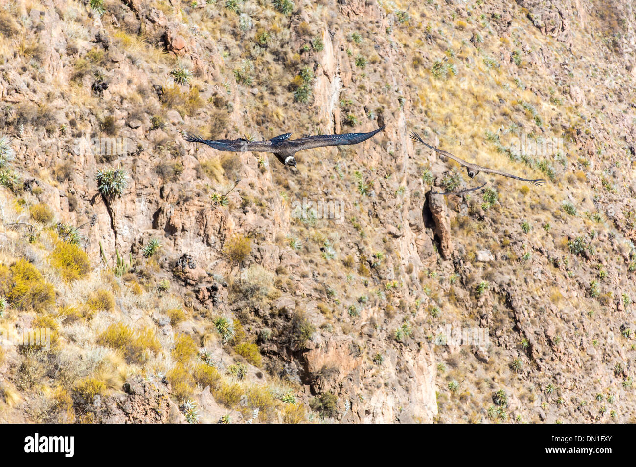 Cóndor volando sobre el cañón del Colca, Perú, América del Sur. Este es ...