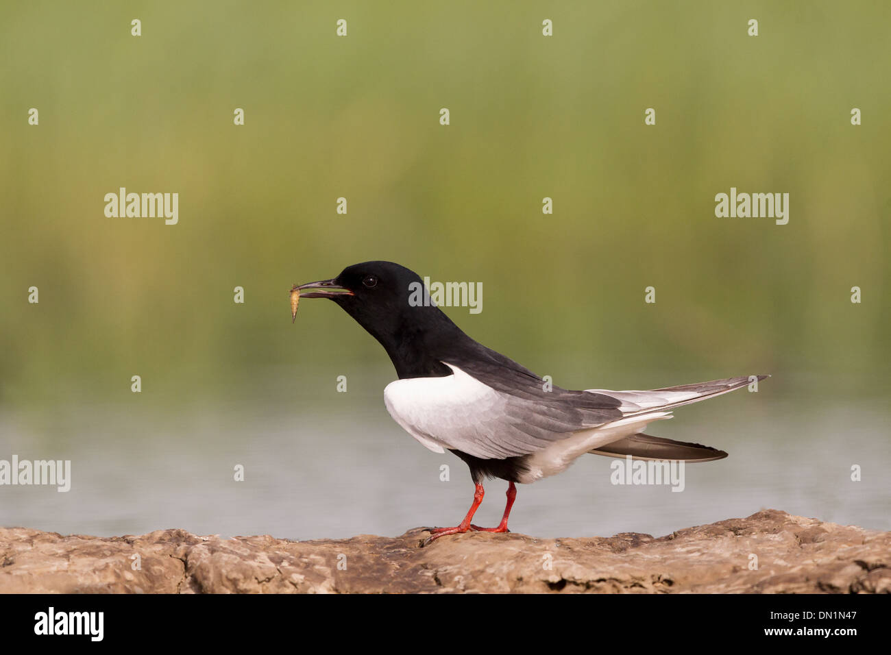 Alas Blancas Tern Negro Chlidonias leucopterus adulto en Plumaje de verano, el Parque Nacional Hortobagy, Huingary Foto de stock