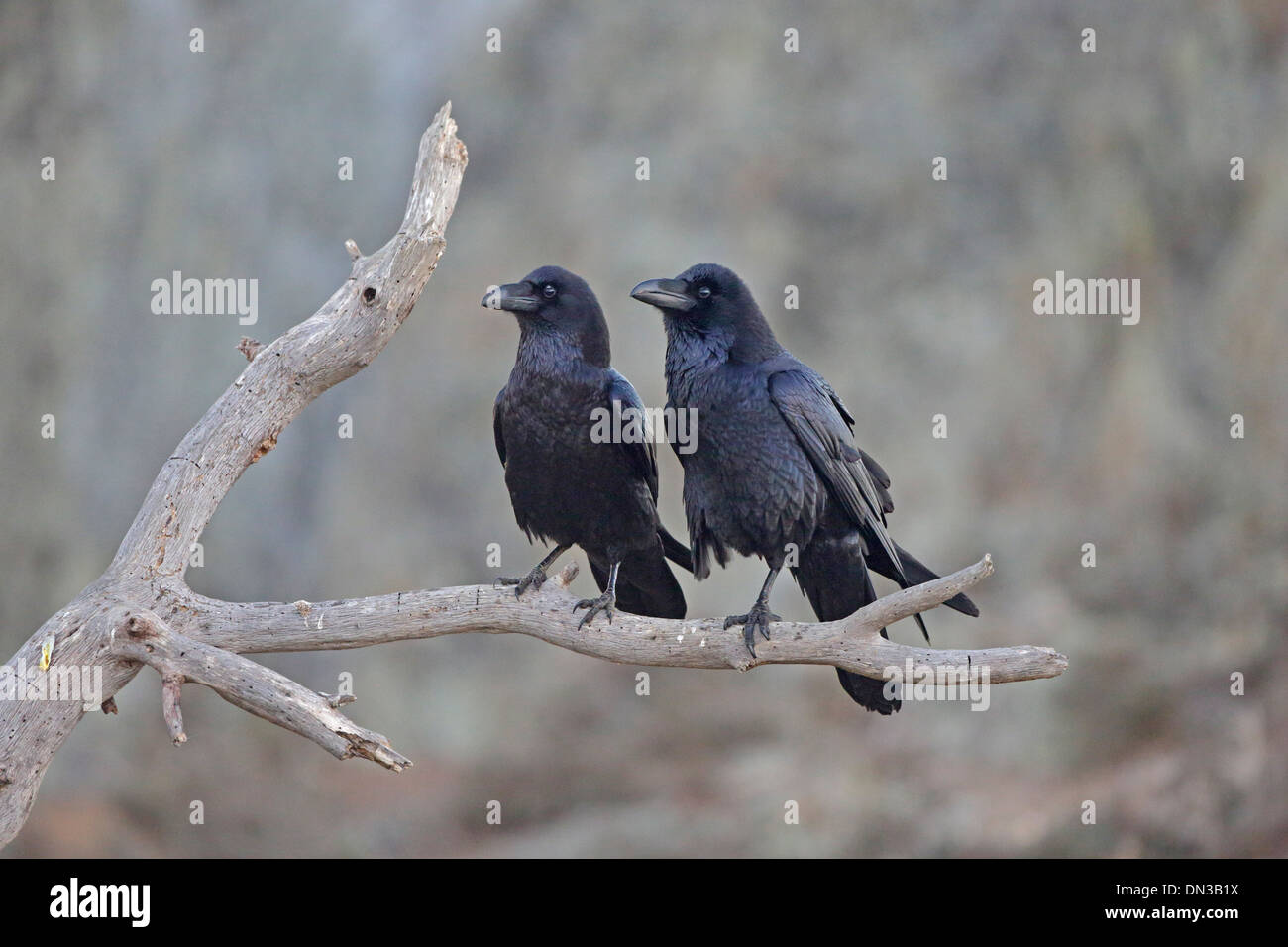 Par de Cuervos común posado en una rama Foto de stock