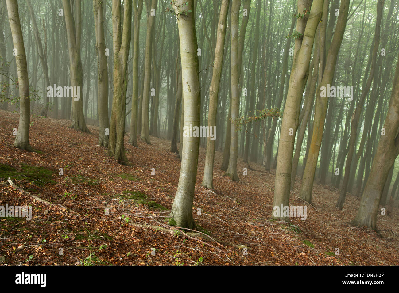Bosques de hayas en la niebla de la mañana. Somerset. En el Reino Unido. Foto de stock
