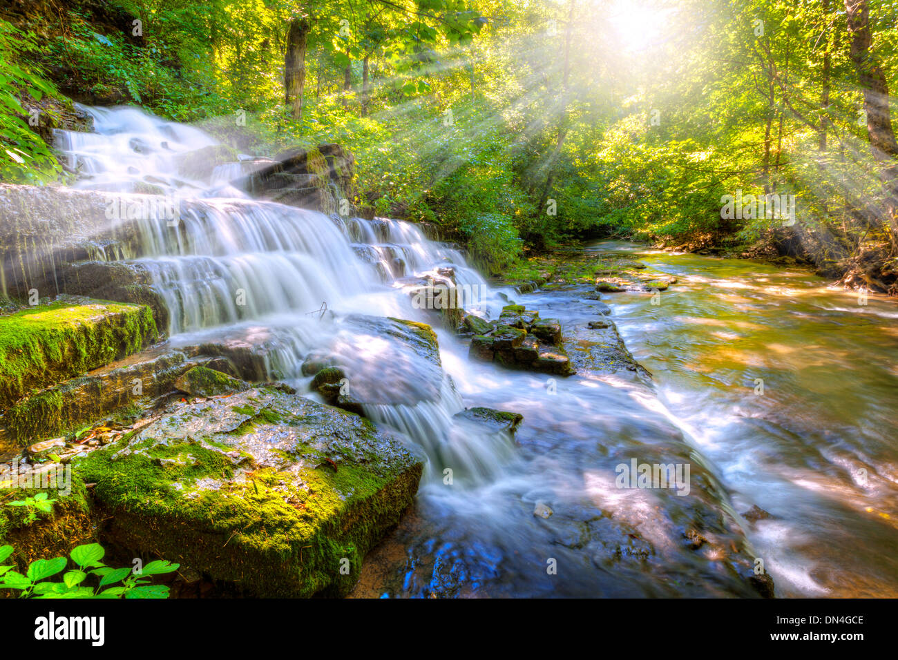 Forest creek y cascada Foto de stock