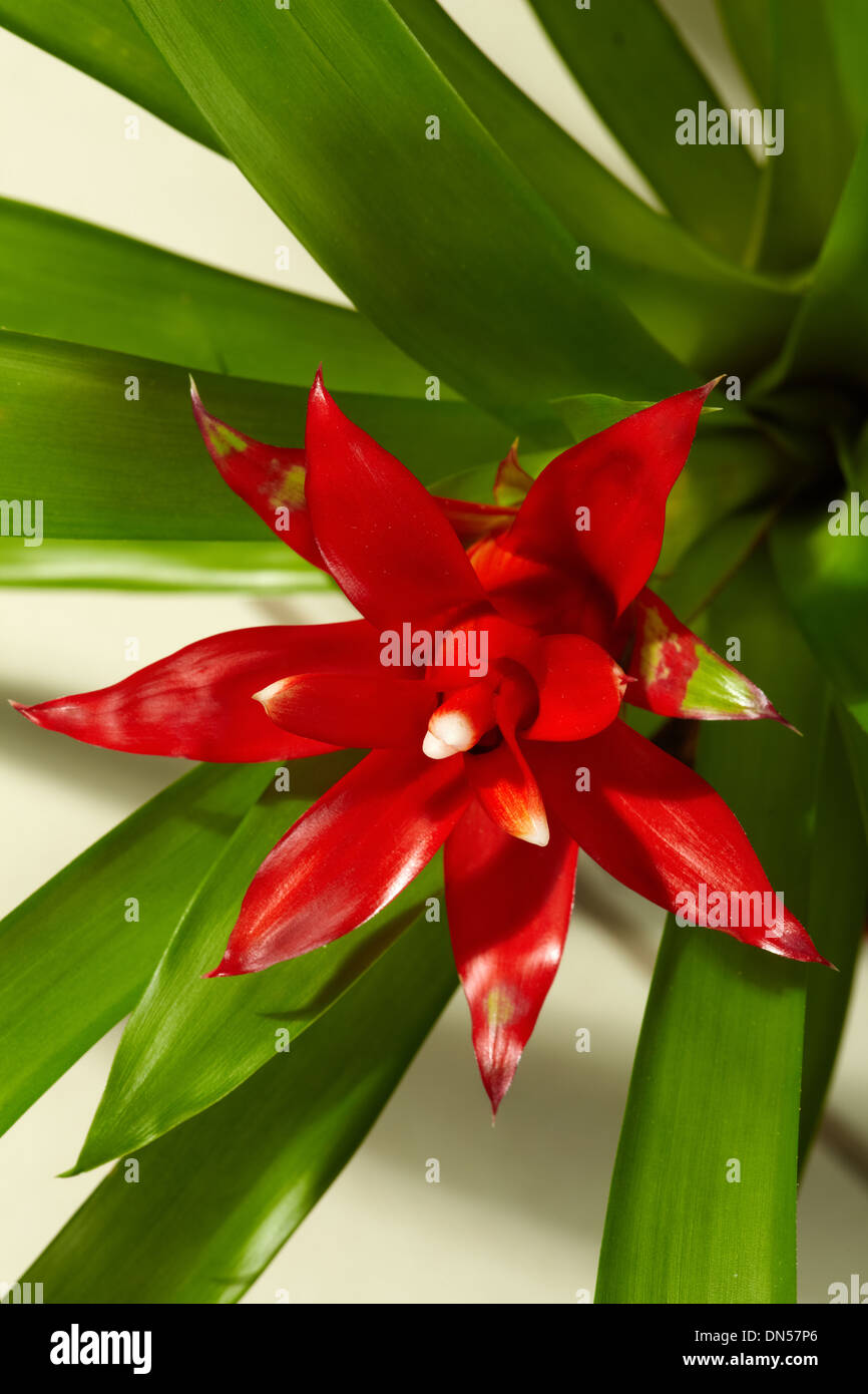 Close-up de gran flor roja con largas hojas verdes Foto de stock
