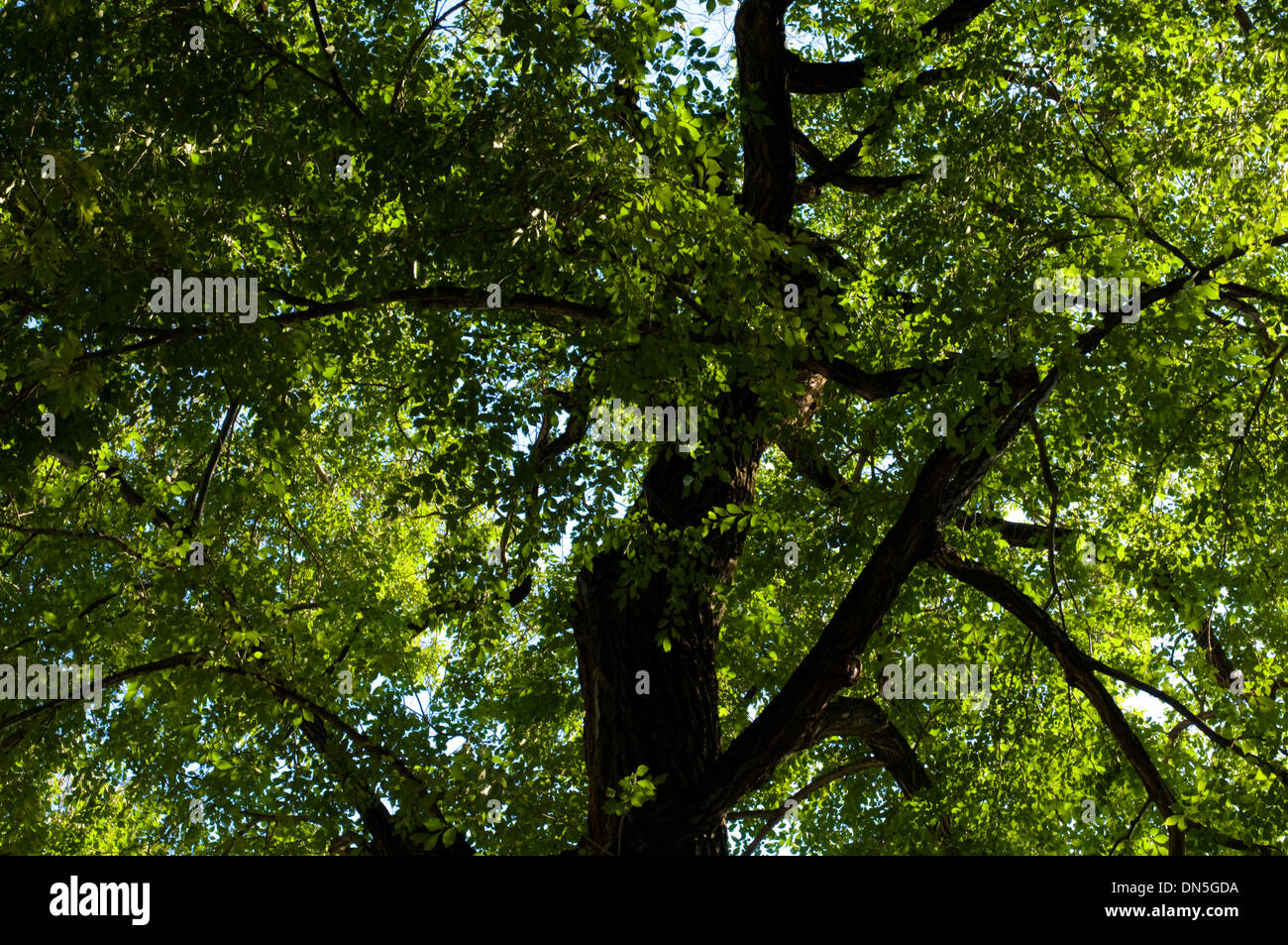 Árboles de verano, todo verde y lleno de hojas. Foto de stock