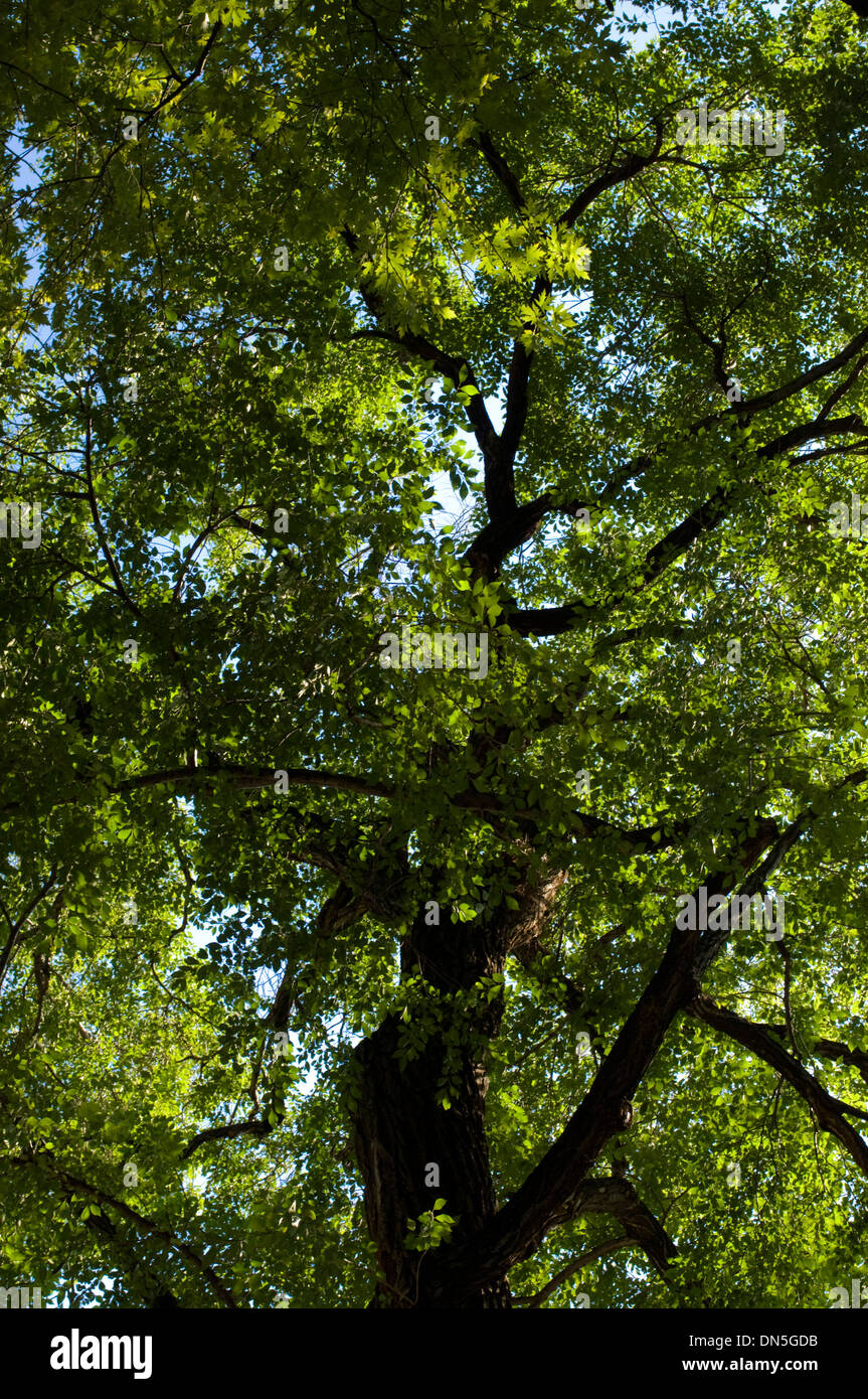 Árboles de verano, todo verde y lleno de hojas. Foto de stock