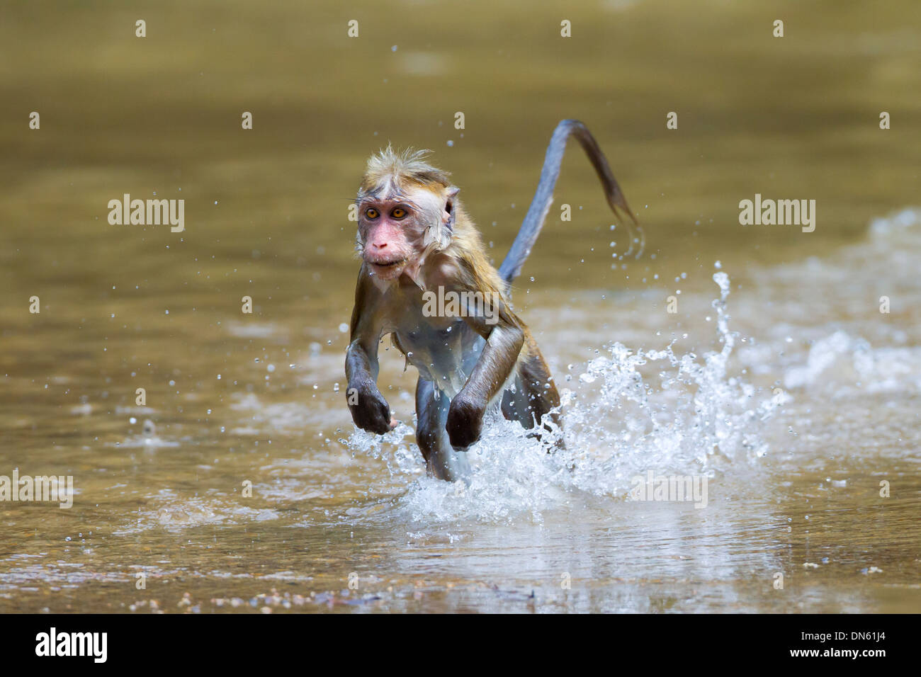 Toque el macaco Macaca sinica sinica hembra corriendo a través de bajíos luego de cruzar el río Foto de stock