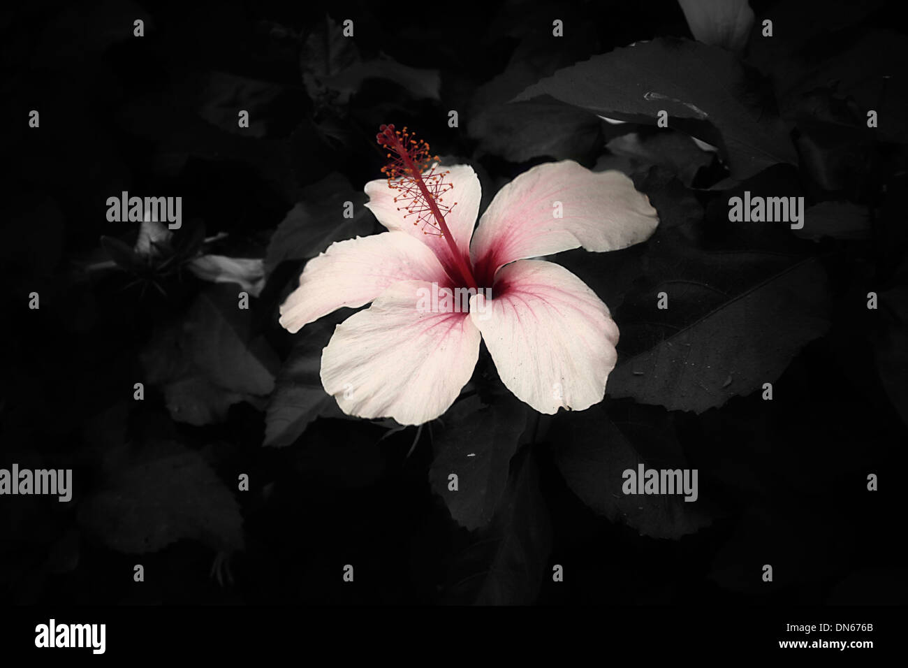 Flor rosa roja oscura hojas en blanco y negro grande Foto de stock
