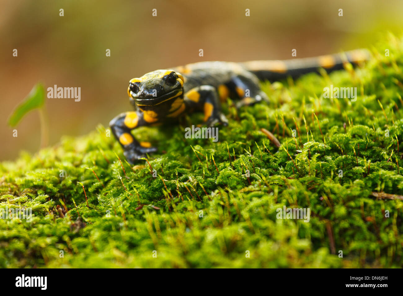 Salamandra (Salamandra salamandra) , el Parque Nacional de Los Lagos de Plitvice, Croacia, Europa. Foto de stock