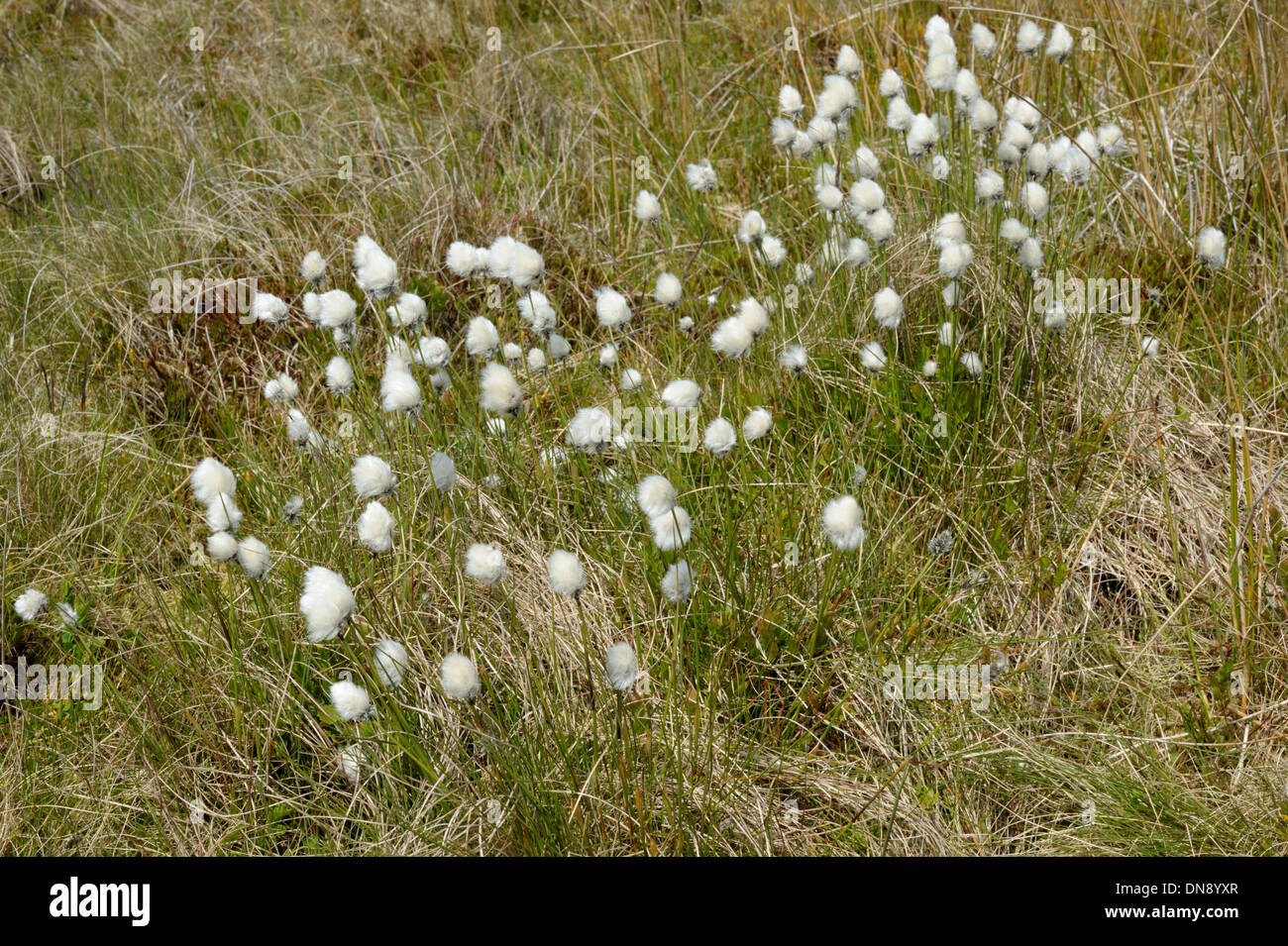 Cola de liebre, Eriophorum vaginatum Cottongrass, grupo Foto de stock