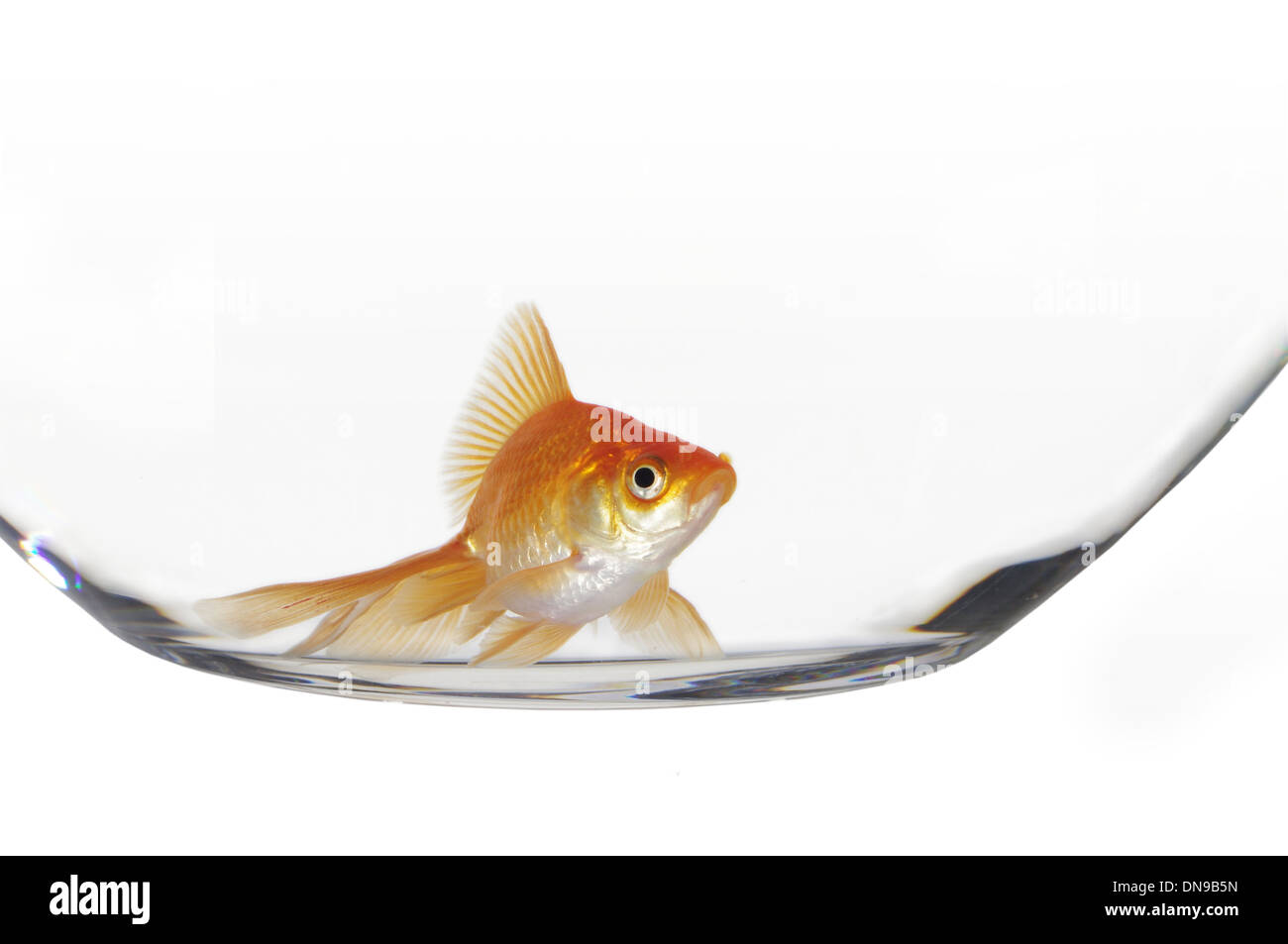 En el acuario de peces de oro sobre fondo blanco. Foto de stock