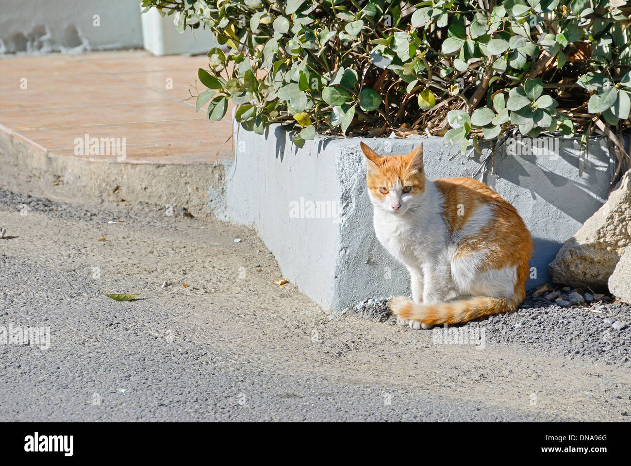 Un gato salvaje en la calle desamparados Foto de stock