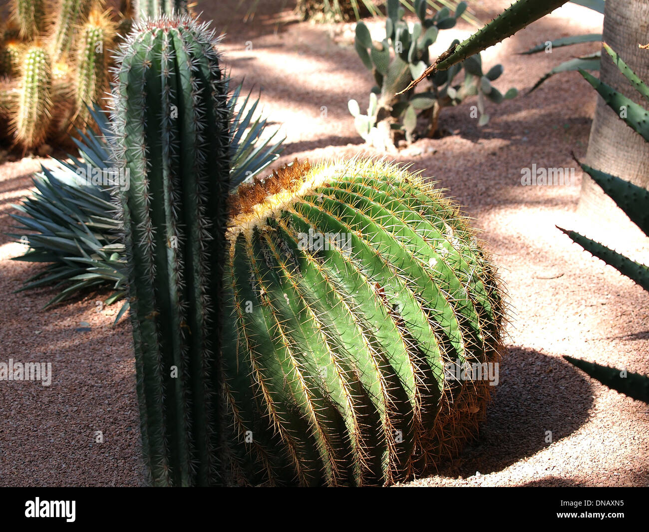 Jardín de Cactus en Marrakech, Marruecos Foto de stock