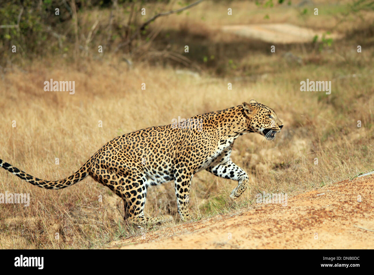 El Leopardo de Sri Lanka (Panthera pardus Kotiya) Caminar, Yala, Sri Lanka Foto de stock