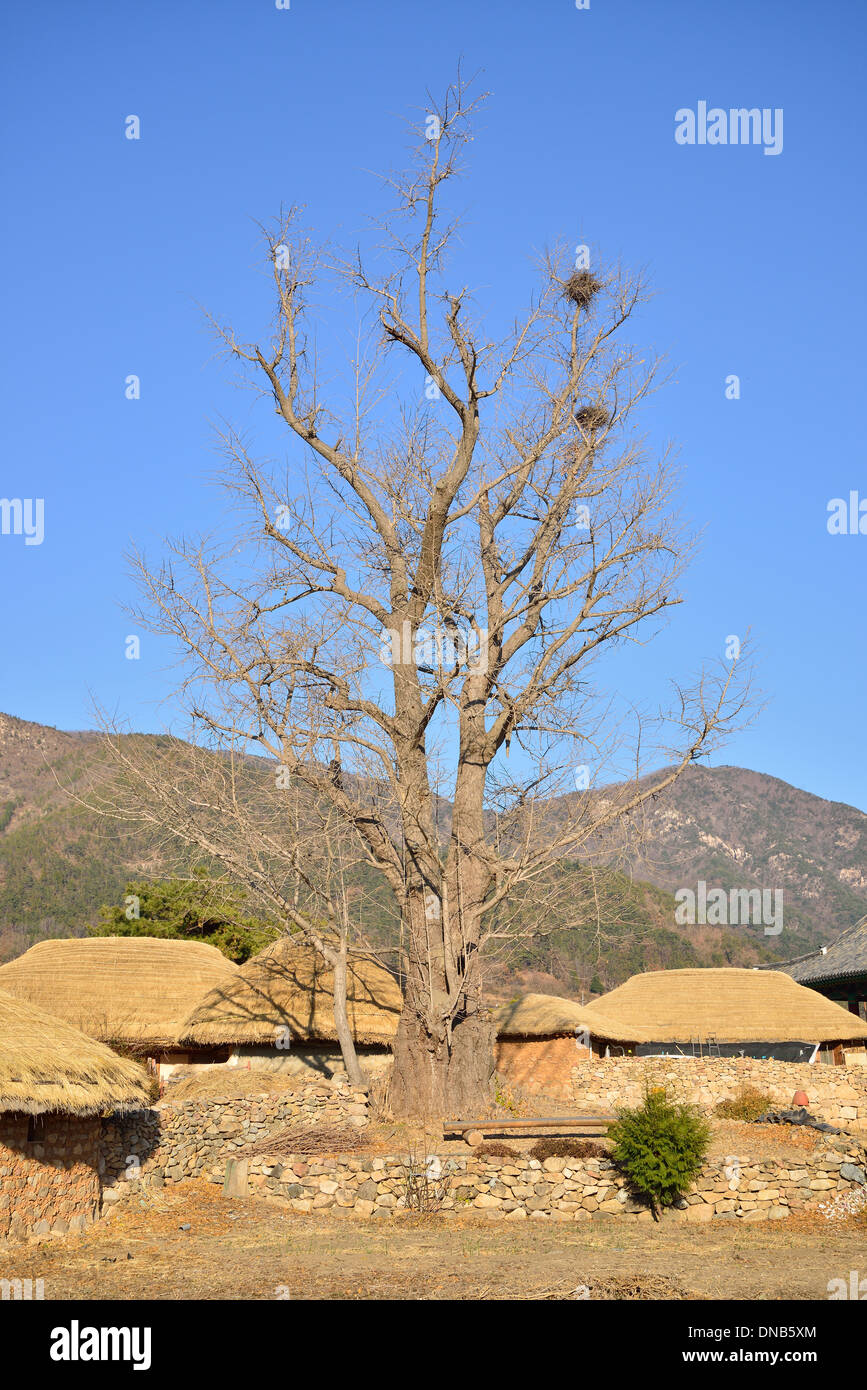 Viejo Árbol grande en NakAn Old Town en Corea Foto de stock