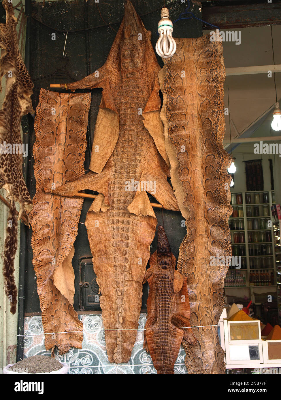 Las pieles de cocodrilo y serpiente en la tienda en Marrakech Foto de stock