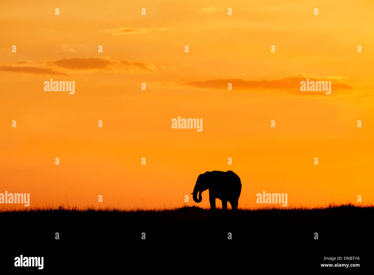Silueta de elefante contra un cielo naranja en Kenya Foto de stock