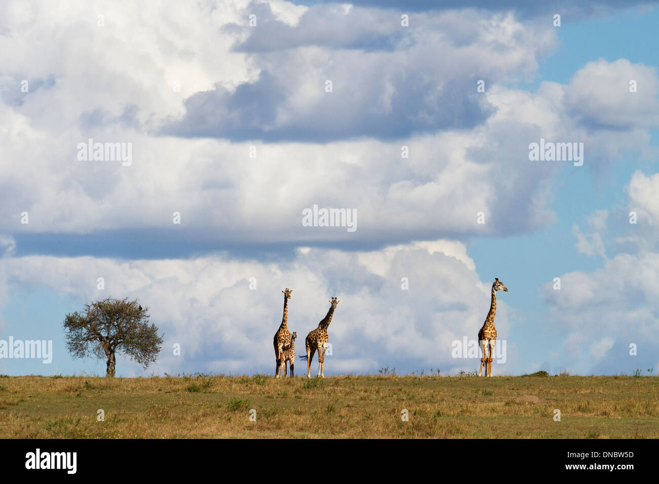 Jirafas en las llanuras de la reserva Maasai Mara en Kenia Foto de stock