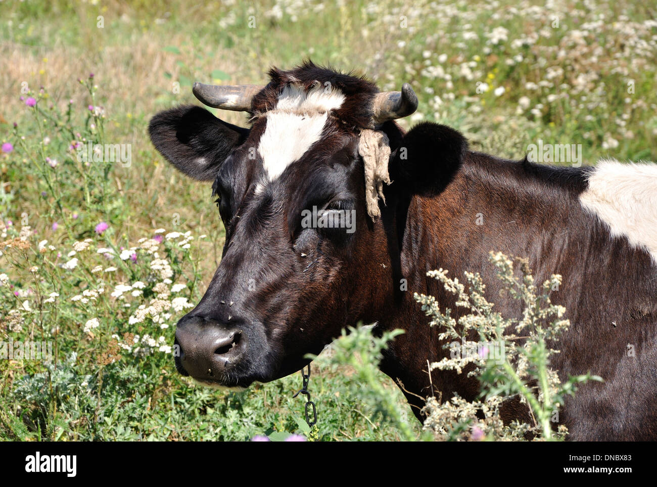 Retrato de una vaca en la pradera con moscas en el hocico Foto de stock