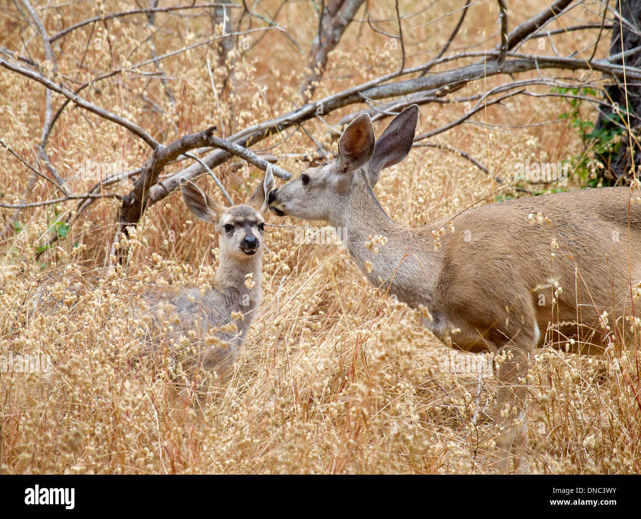 Cola de venado de cola negra fotografías e imágenes de alta resolución