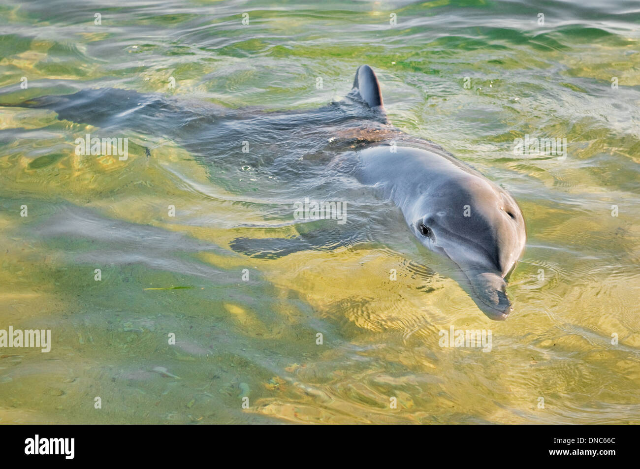 Delfín mular en aguas poco profundas. Foto de stock