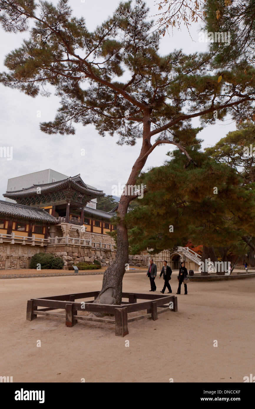 Los árboles de pino coreano (Pinus koraiensis) delante del templo Bulguksa, jefe templo de la orden Jogye del Budismo Coreano - Gyeongju Corea del Sur Foto de stock